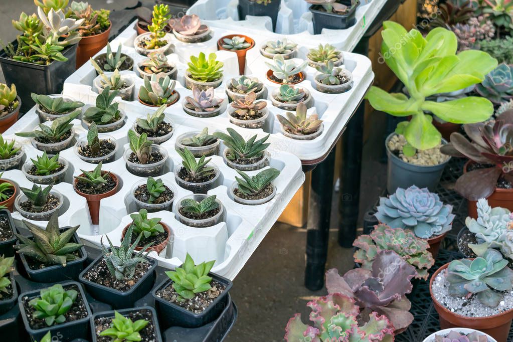 Plantas & Cactus SÖMI.