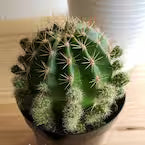 Cactus SÖMI.