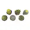Cactus SÖMI.